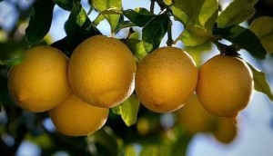 propiedades-del-limón
